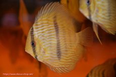 画像2: 【ワイルドディスカス】【通販】【数量限定特価】【ワイルド屈指のブルー発色】リオネグロヘッケル1匹【サンプル画像販売】8-9ｃｍ（生体）リオネグロ産 (2)