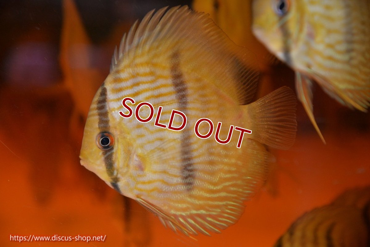 画像2: 【ワイルドディスカス】【通販】【数量限定特価】【ワイルド屈指のブルー発色】リオネグロヘッケル5匹【サンプル画像販売】8-9ｃｍ（生体）リオネグロ産 (2)