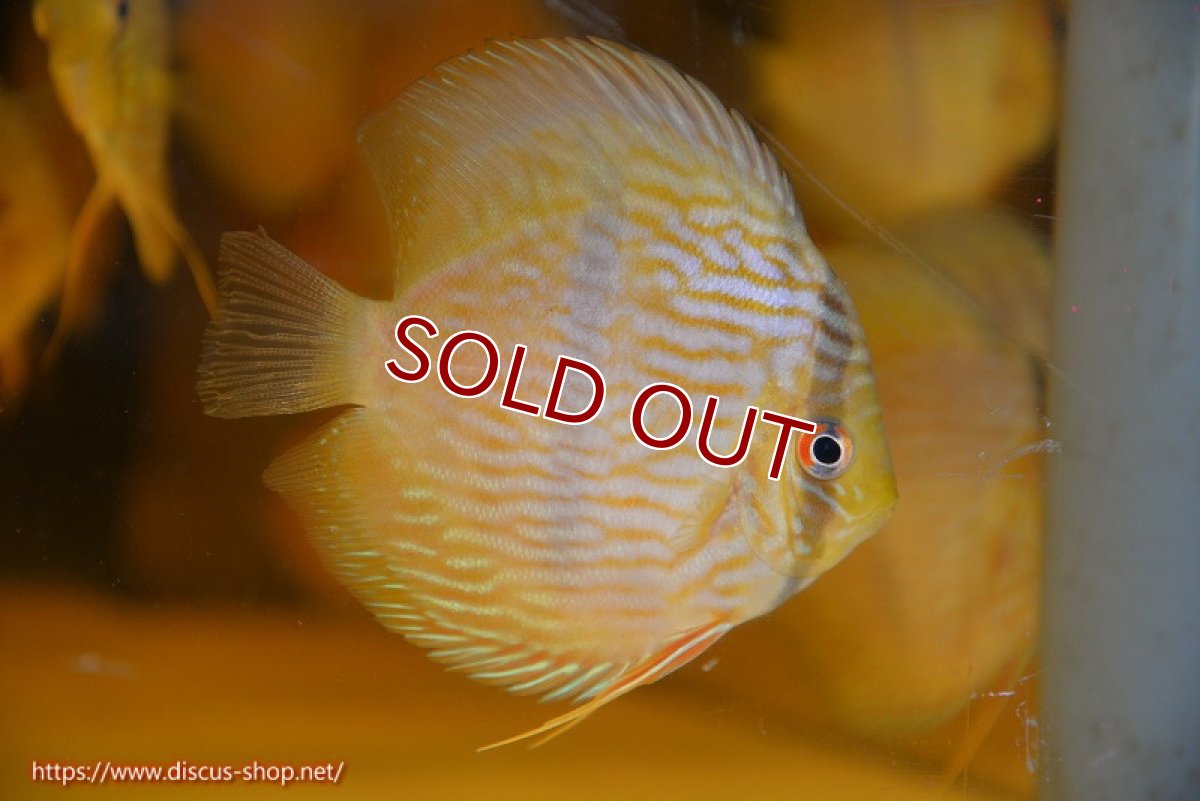 画像1: 【ワイルドディスカス】【通販】【数量限定特価】【ワイルド屈指のブルー発色】リオネグロヘッケル1匹【サンプル画像販売】9-10ｃｍ（生体）リオネグロ産 (1)