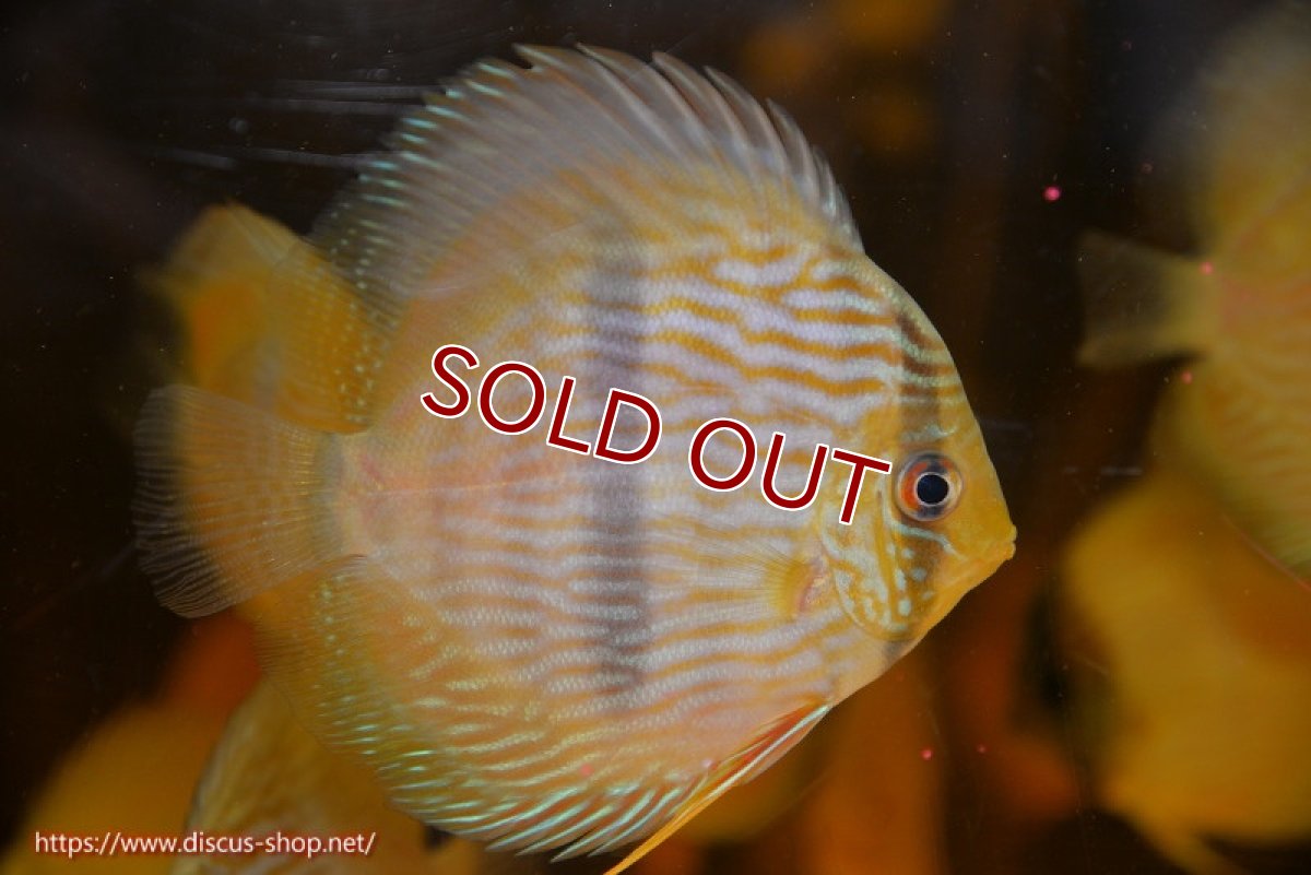 画像2: 【ワイルドディスカス】【通販】【数量限定特価】【ワイルド屈指のブルー発色】リオネグロヘッケル1匹【サンプル画像販売】9-10ｃｍ（生体）リオネグロ産 (2)