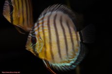 画像2: 【決算セール対象個体】【ワイルドディスカス】【通販】【今シーズン最終入荷個体】アルトナナイグリーン3匹【サンプル画像販売】8-9ｃｍ（生体）ナナイ産 (2)