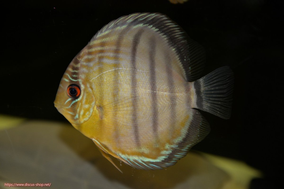 画像1: 【決算セール対象個体】【ワイルドディスカス】【通販】【今シーズン最終入荷個体】アルトナナイグリーン5匹【サンプル画像販売】8-9ｃｍ（生体）ナナイ産 (1)