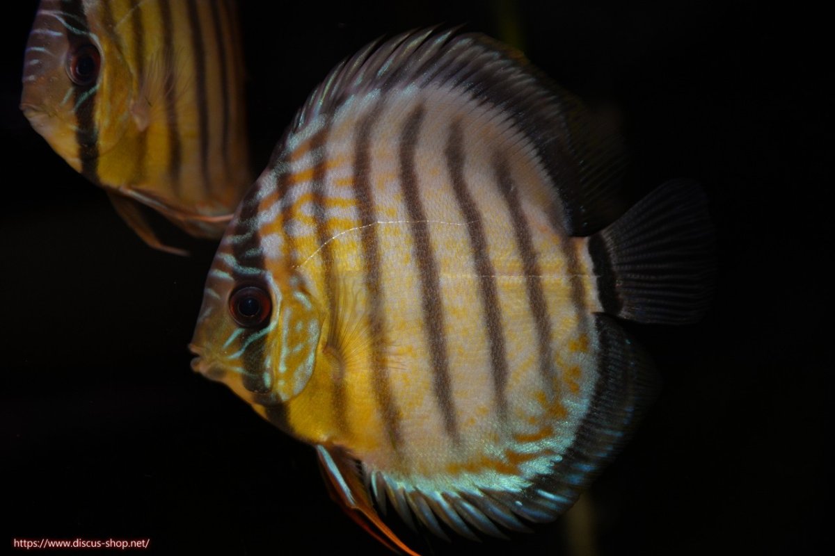 画像2: 【決算セール対象個体】【ワイルドディスカス】【通販】【今シーズン最終入荷個体】アルトナナイグリーン5匹【サンプル画像販売】8-9ｃｍ（生体）ナナイ産 (2)