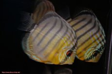 画像3: 【決算セール対象個体】【ワイルドディスカス】【通販】【今シーズン最終入荷個体】アルトナナイグリーン5匹【サンプル画像販売】8-9ｃｍ（生体）ナナイ産 (3)