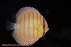 画像3: 【ワイルドディスカス】【通販】年に一度の入荷】【希少なソリッドイエローグリーンディスカス？】アルトナナイグリーン（ソリッドイエロー）2匹【サンプル画像販売】11cm（生体）ナナイ産 (3)