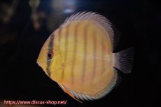 画像2: 【ワイルドディスカス】【通販】年に一度の入荷】【希少なソリッドイエローグリーンディスカス？】アルトナナイグリーン（ソリッドイエロー）3匹【サンプル画像販売】11cm（生体）ナナイ産 (2)