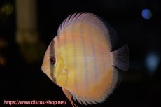 画像1: 【ワイルドディスカス】【通販】年に一度の入荷】【希少なソリッドイエローグリーンディスカス？】アルトナナイグリーン（ソリッドイエロー）5匹【サンプル画像販売】11cm（生体）ナナイ産 (1)