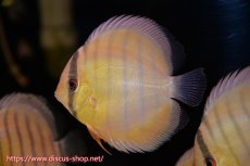 画像4: 【ワイルドディスカス】【通販】年に一度の入荷】【希少なソリッドイエローグリーンディスカス？】アルトナナイグリーン（ソリッドイエロー）5匹【サンプル画像販売】11cm（生体）ナナイ産 (4)