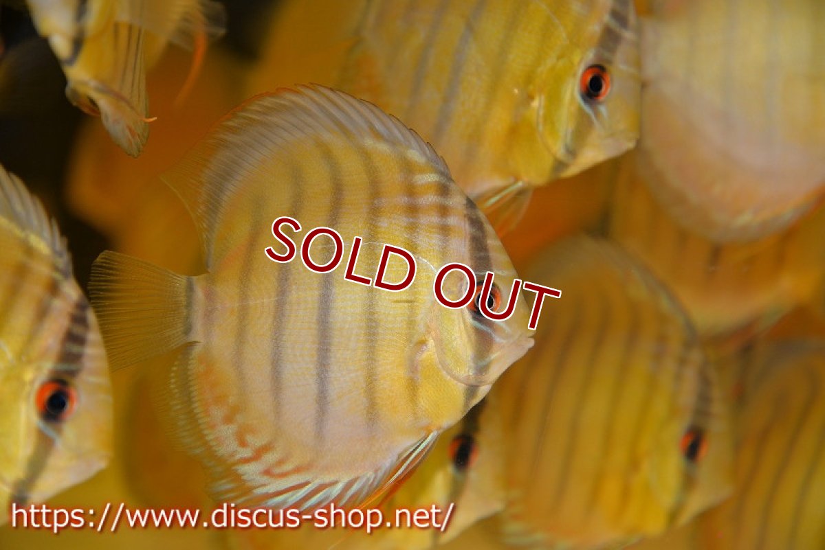 画像2: 【ワイルドディスカス】テフェラーゴサンタクルズグリーン【1匹】【サンプル画像】8-9cm（生体）テフェラーゴサンタクルズ産 (2)