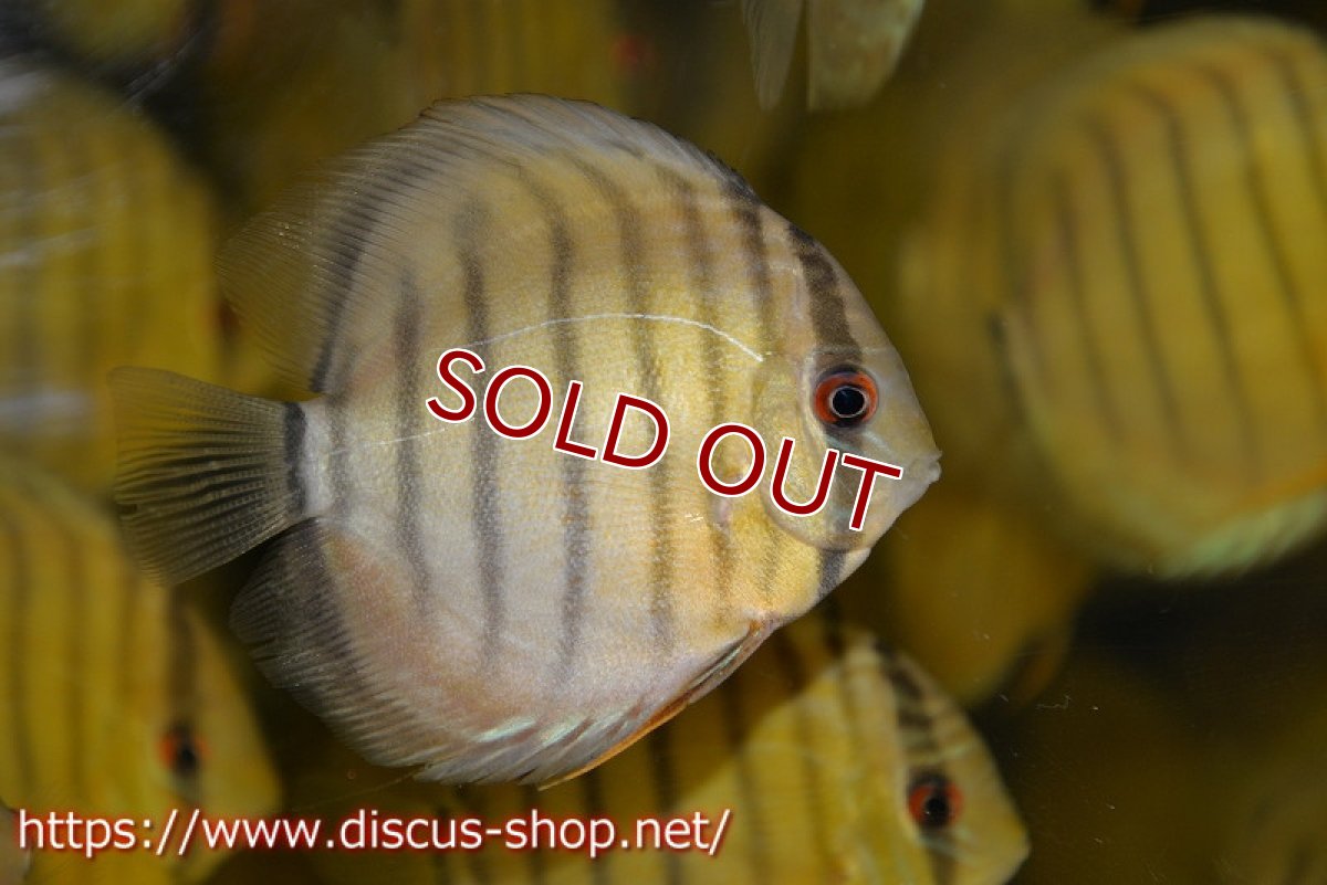 画像6: 【ワイルドディスカス】テフェラーゴサンタクルズグリーン【5匹】【サンプル画像】8-9cm（生体）テフェラーゴサンタクルズ産 (6)