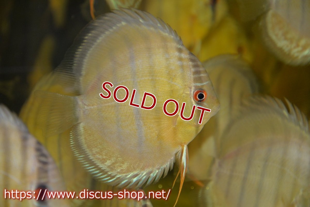 画像4: 【ワイルドディスカス】テフェラーゴサンタクルズグリーン【1匹】【サンプル画像】12cm（生体）テフェラーゴサンタクルズ産 (4)