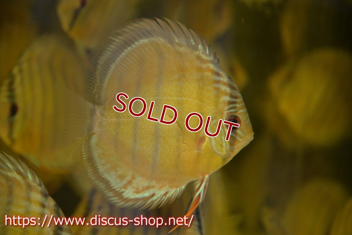 画像5: 【ワイルドディスカス】テフェラーゴサンタクルズグリーン【1匹】【サンプル画像】12cm（生体）テフェラーゴサンタクルズ産 (5)