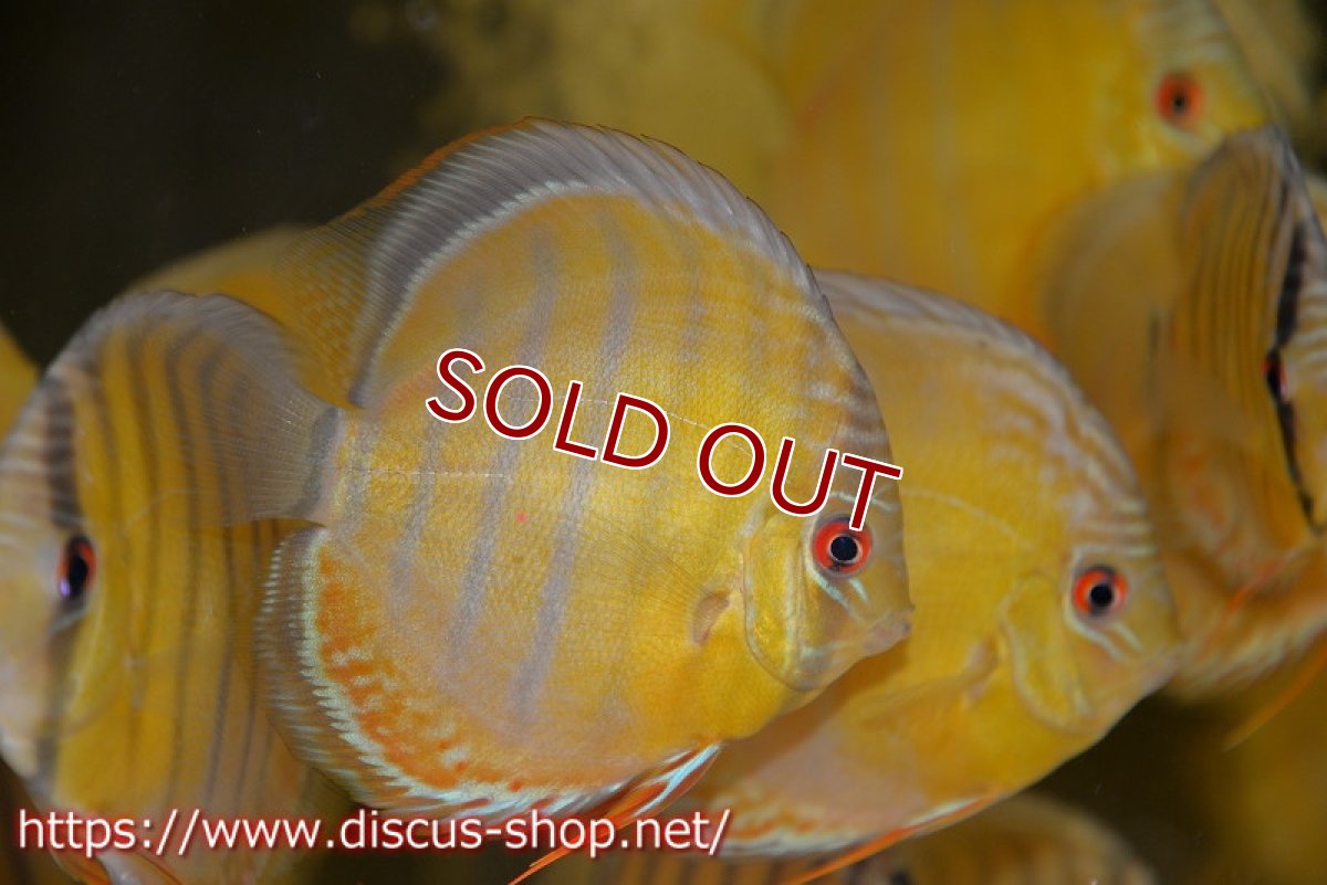 画像3: 【ワイルドディスカス】テフェラーゴサンタクルズグリーン【3匹】【サンプル画像】12cm（生体）テフェラーゴサンタクルズ産 (3)