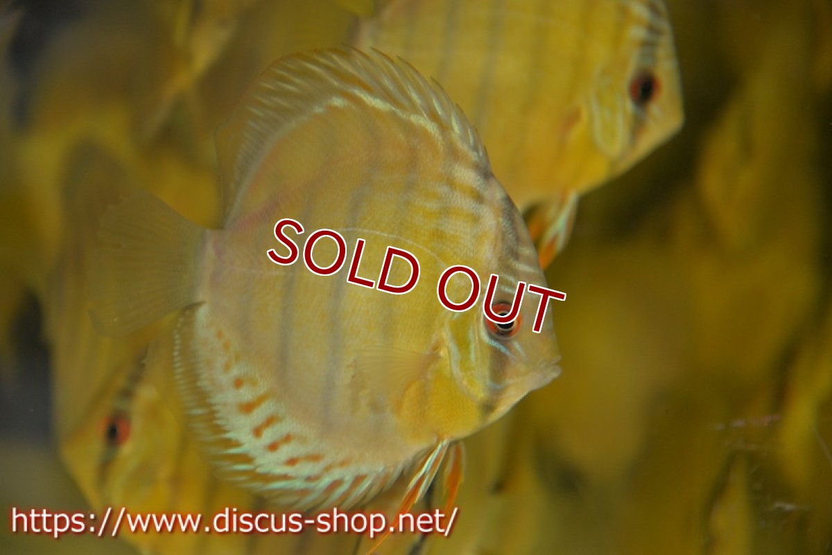 画像6: 【ワイルドディスカス】テフェラーゴサンタクルズグリーン【3匹】【サンプル画像】12cm（生体）テフェラーゴサンタクルズ産 (6)