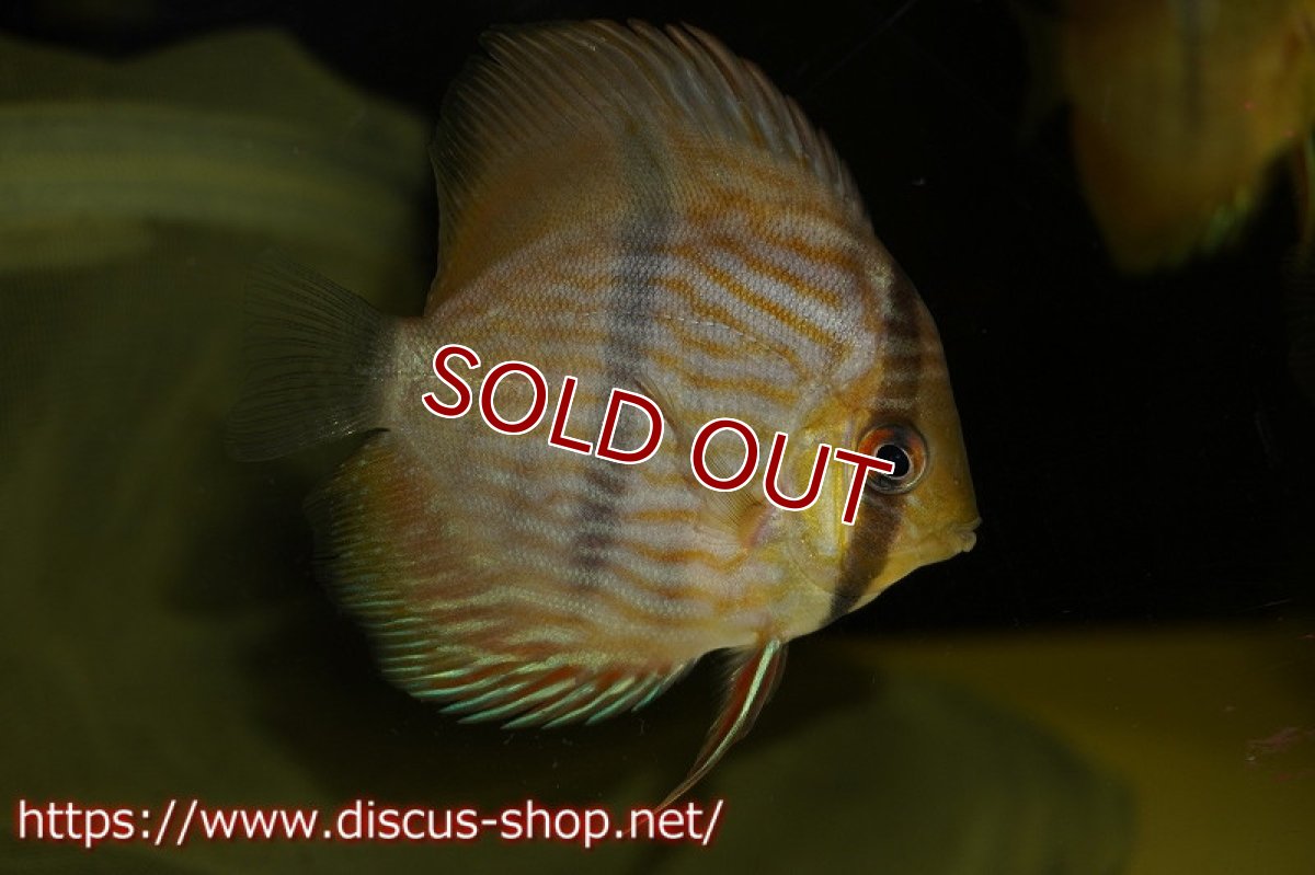 画像2: 【ワイルドディスカス】ノーバアイロンヘッケル【3匹】【サンプル画像】8-9cm（生体）ノーバアイロン産 (2)