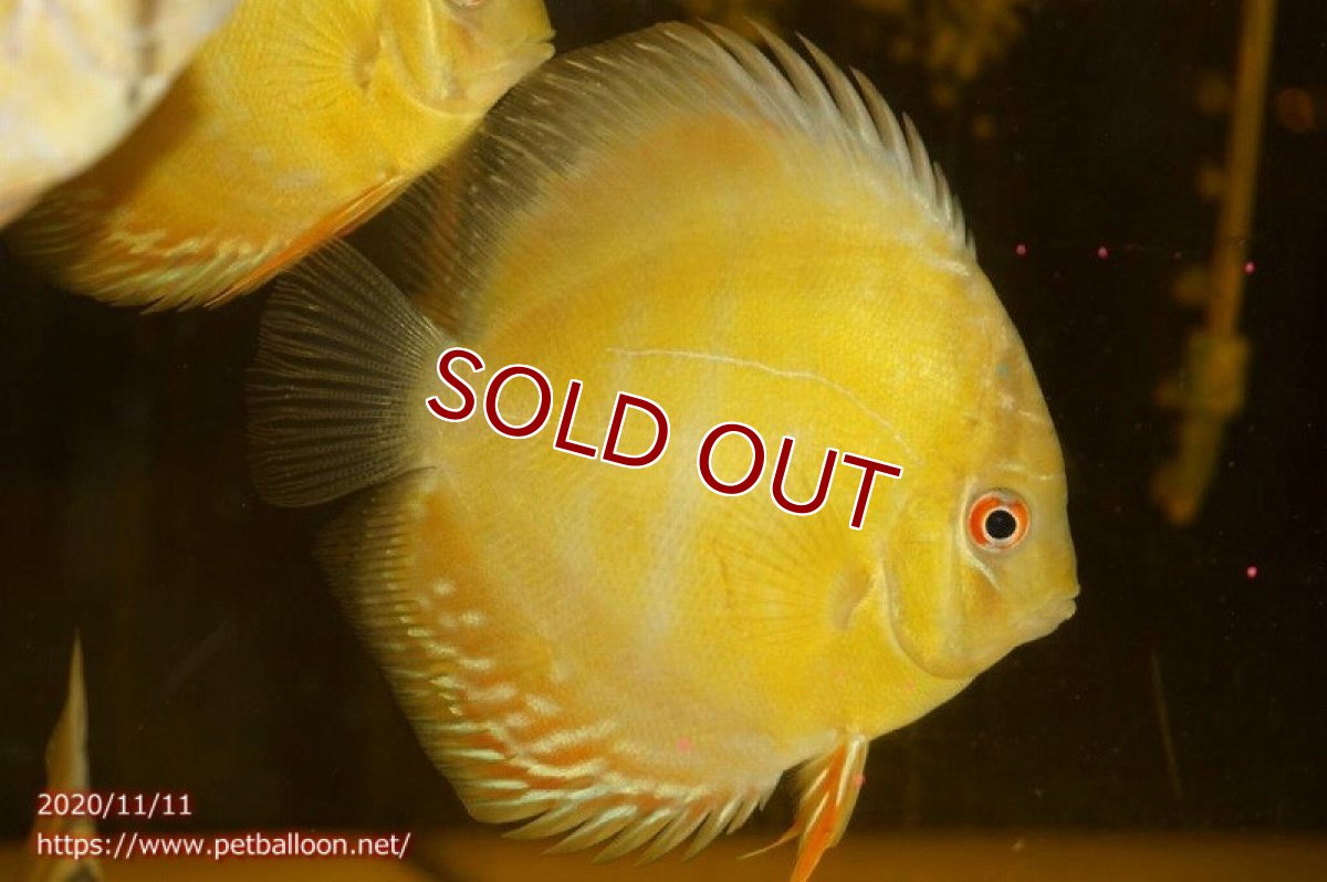 画像2: 【ワイルドディスカス】ラーゴタンバッキー ブルー 【３匹】【サンプル画像販売】10-11cm（生体）ラーゴタンバッキー産 (2)