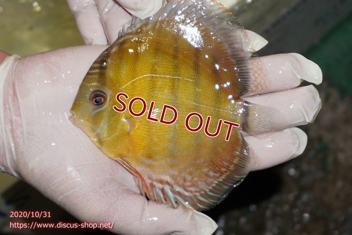 画像5: 【ワイルドディスカス】ラーゴタンバッキー ブルー 【３匹】【サンプル画像販売】10-11cm（生体）ラーゴタンバッキー産 (5)