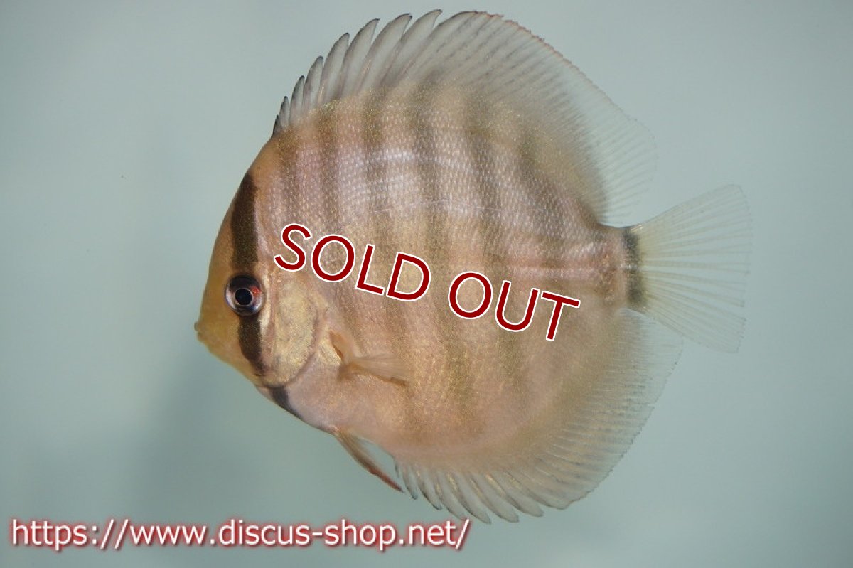 画像2: 【ワイルドディスカス】【国産ブリード】アッパーテフェ×ジュルアロイヤルグリーンF1【サンプル画像】6cm【5匹】（生体）国産 (2)