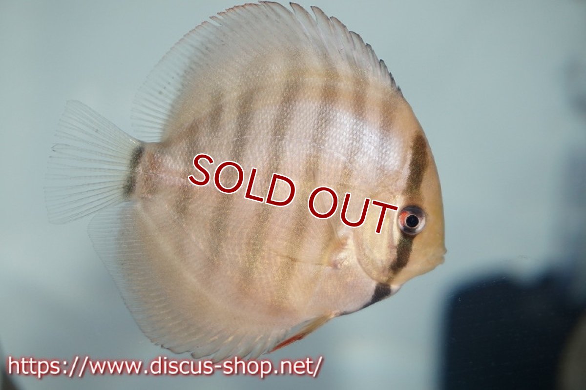 画像4: 【ワイルドディスカス】【国産ブリード】アッパーテフェ×ジュルアロイヤルグリーンF1【サンプル画像】6cm【5匹】（生体）国産 (4)