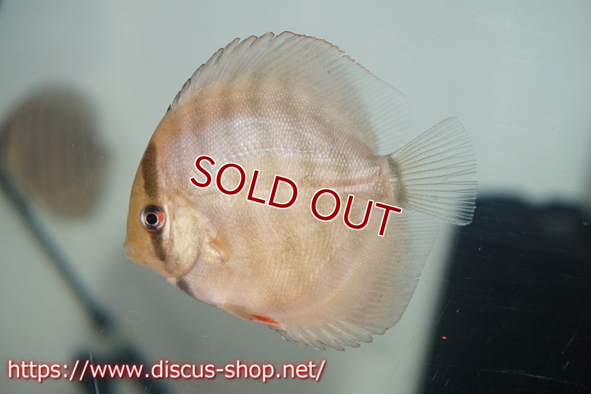 画像3: 【ワイルドディスカス】【国産ブリード】アッパーテフェ×ジュルアロイヤルグリーンF1【サンプル画像】6cm【1匹】（生体）国産 (3)