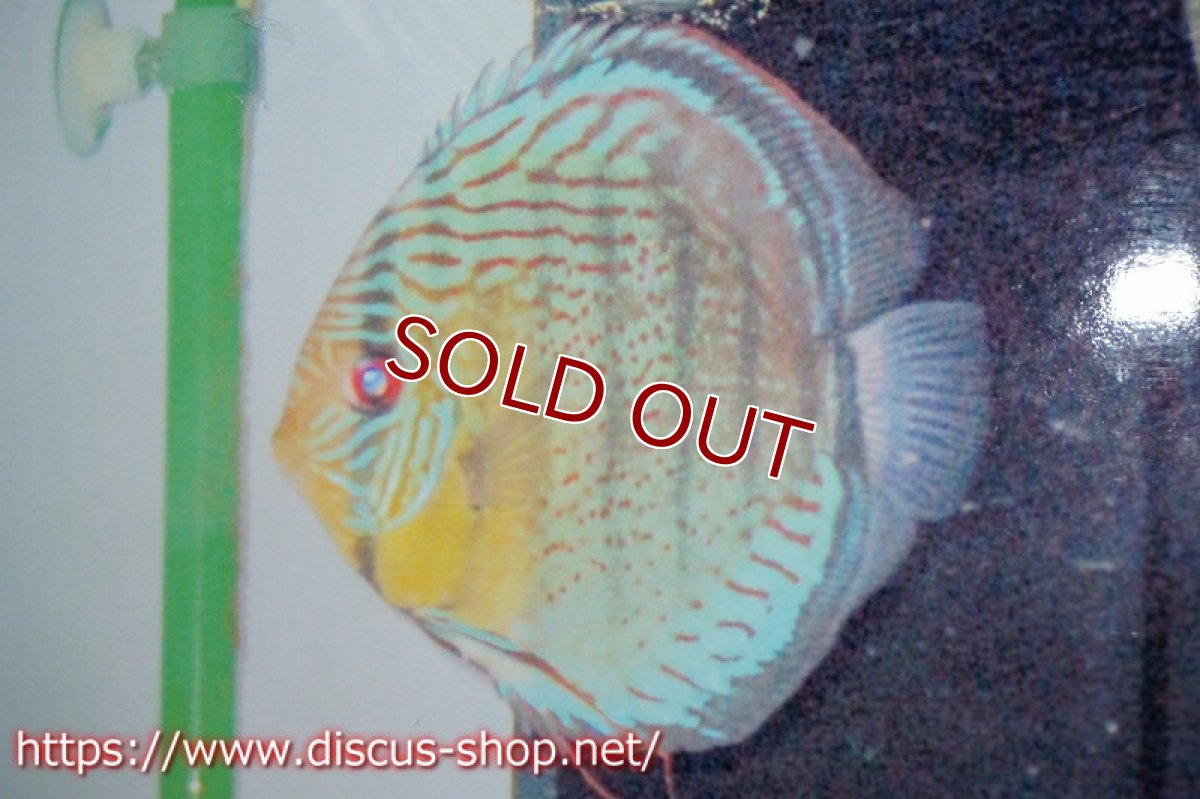 画像5: 【ワイルドディスカス】【国産ブリード】アッパーテフェ×ジュルアロイヤルグリーンF1【サンプル画像】6cm【1匹】（生体）国産 (5)