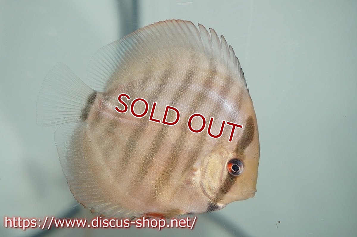 画像2: 【ワイルドディスカス】【国産ブリード】アッパーテフェロイヤルグリーンF1【サンプル画像】±6cm【3匹】（生体）K氏ブリード (2)