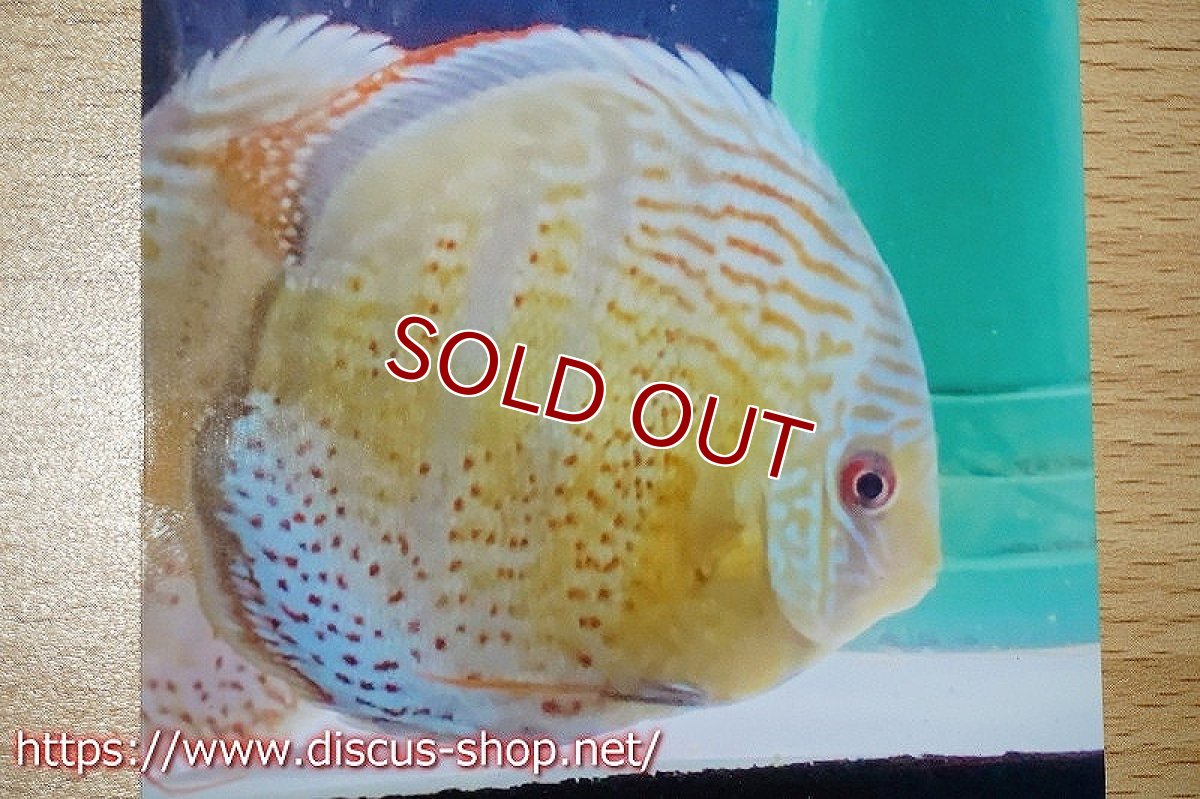 画像4: 【ワイルドディスカス】【国産ブリード】アッパーテフェロイヤルグリーンF1【サンプル画像】±6cm【5匹】（生体）K氏ブリード (4)