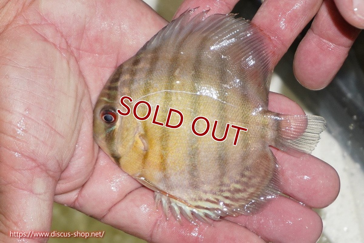 画像2: 【ワイルドディスカス】アッパーテフェ グリーン【5匹】【サンプル販売】7-8ｃｍ（生体）アッパーテフェ産 (2)