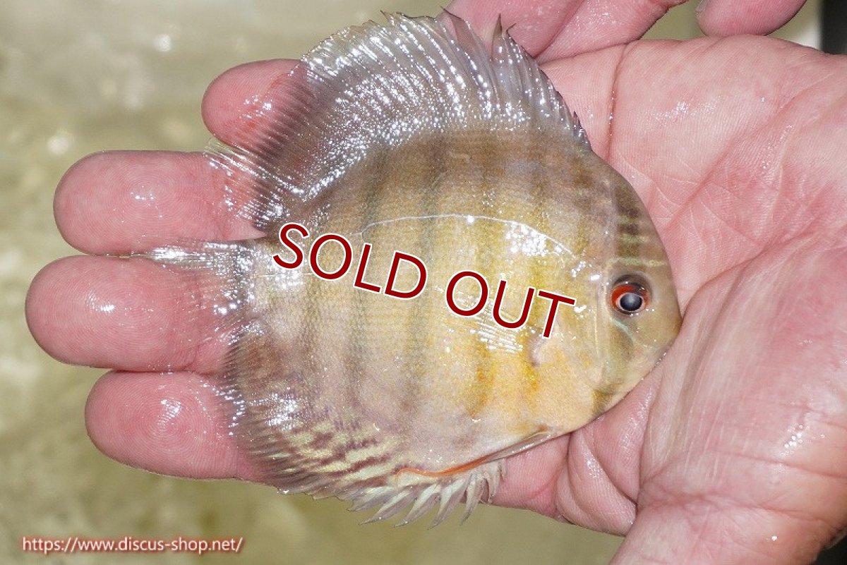 画像3: 【ワイルドディスカス】アッパーテフェ グリーン【5匹】【サンプル販売】7-8ｃｍ（生体）アッパーテフェ産 (3)