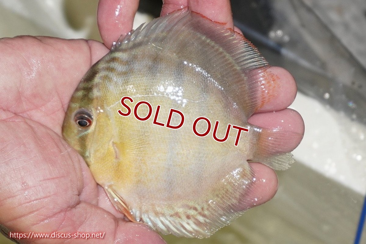 画像2: 【ワイルドディスカス】アッパーテフェ グリーン【3匹】【サンプル販売】9-10ｃｍ（生体）アッパーテフェ産 (2)