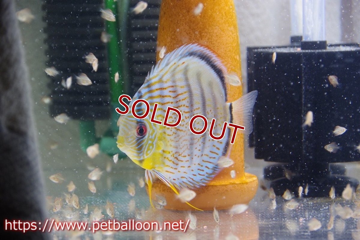 画像2: 【ワイルドディスカス】【国産ブリードF1個体】アッパーテフェロイヤルグリーンF1【5匹】【サンプル販売】4cm(生体) (2)