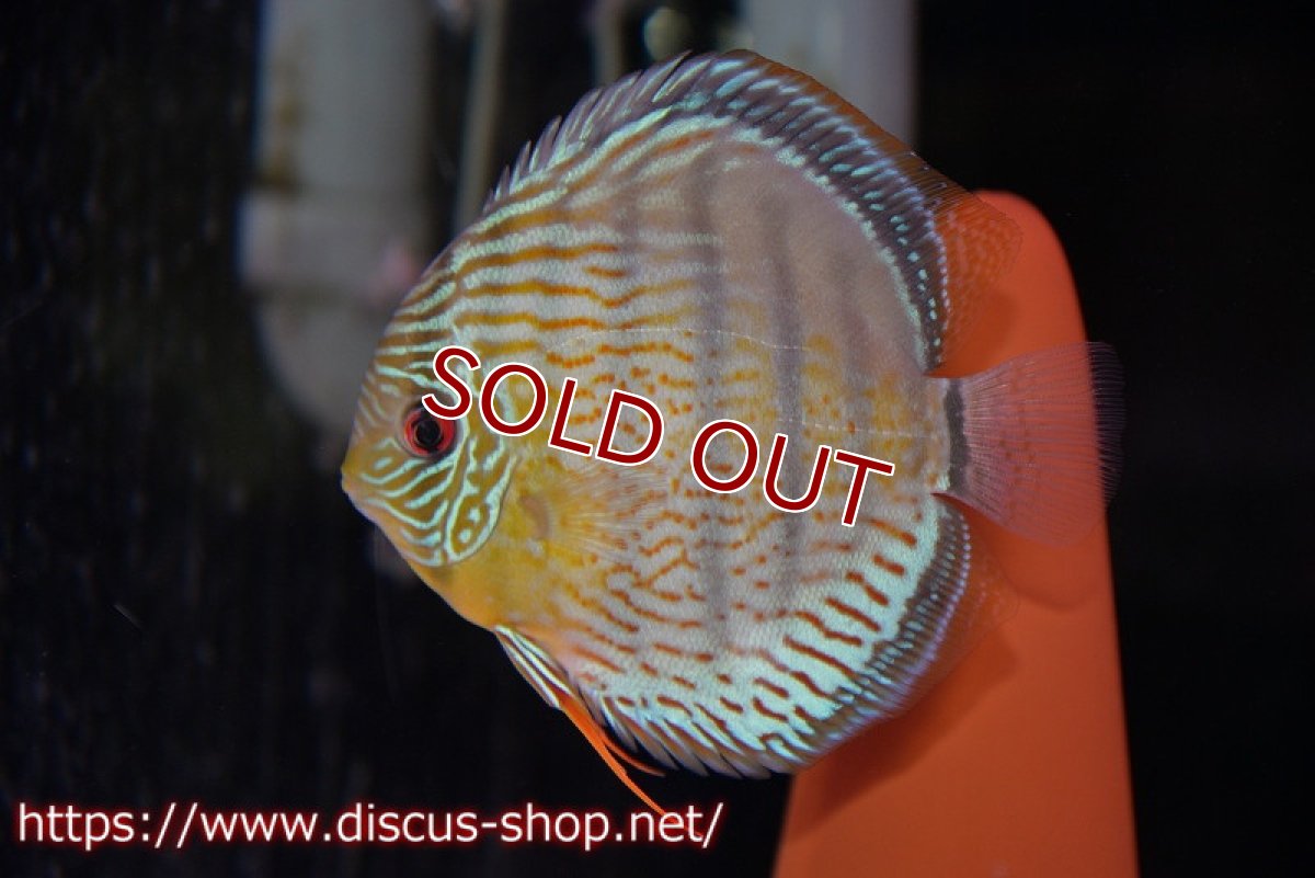 画像6: 【ワイルドディスカス】【国産ブリードF1個体】アッパーテフェロイヤルグリーンF1【8匹】【サンプル販売】4cm(生体) (6)