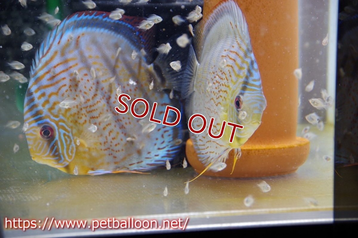 画像3: 【ワイルドディスカス】【国産ブリードF1個体】アッパーテフェロイヤルグリーンF1【10匹】【サンプル販売】4cm(生体) (3)