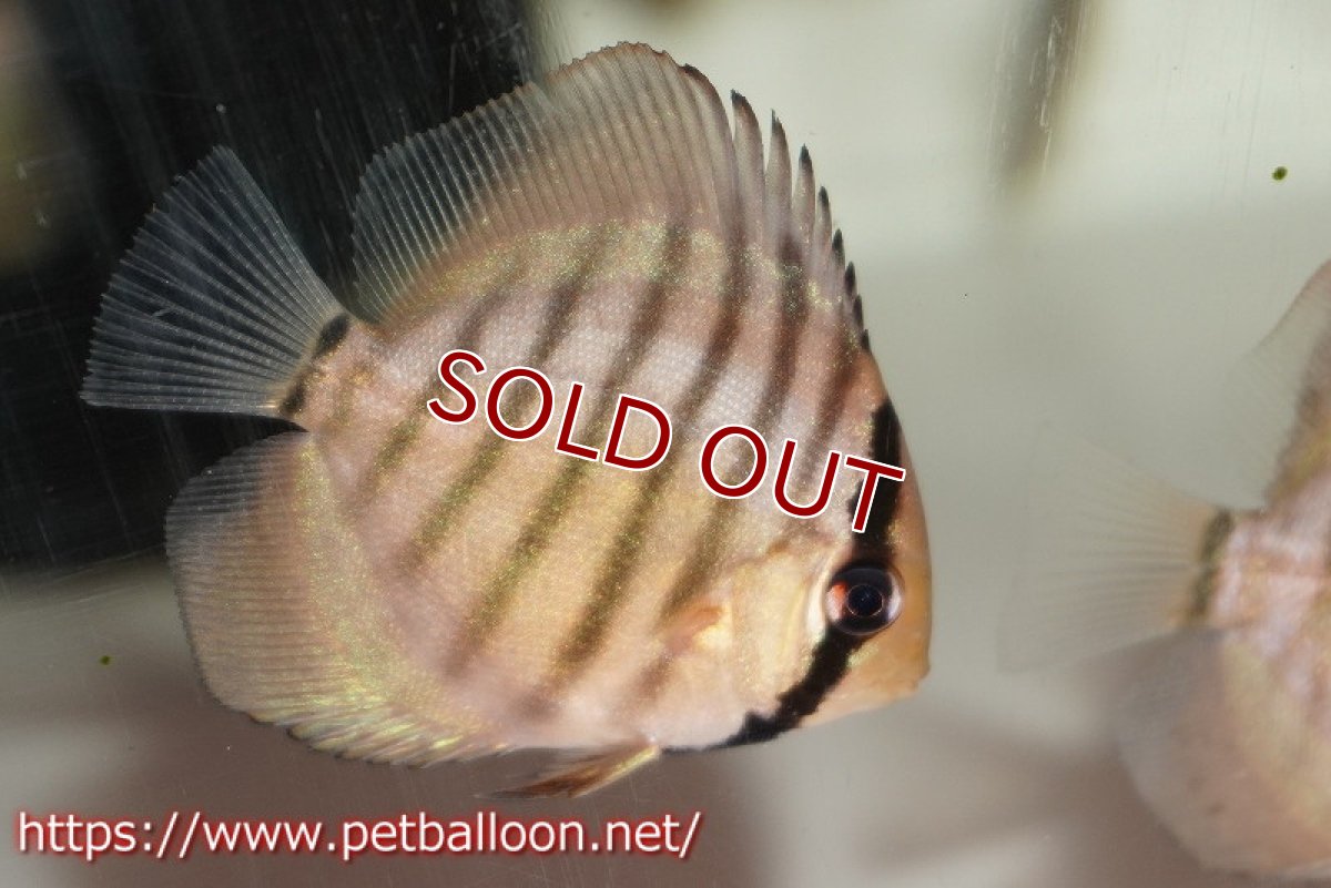 画像3: 【ワイルドディスカス】【少数入荷】【国産ブリードF1個体】アッパーテフェロイヤルグリーンF1【1匹】【サンプル販売】5cm (生体) (3)