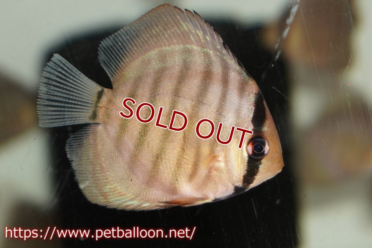 画像4: 【ワイルドディスカス】【少数入荷】【国産ブリードF1個体】アッパーテフェロイヤルグリーンF1【1匹】【サンプル販売】5cm (生体) (4)