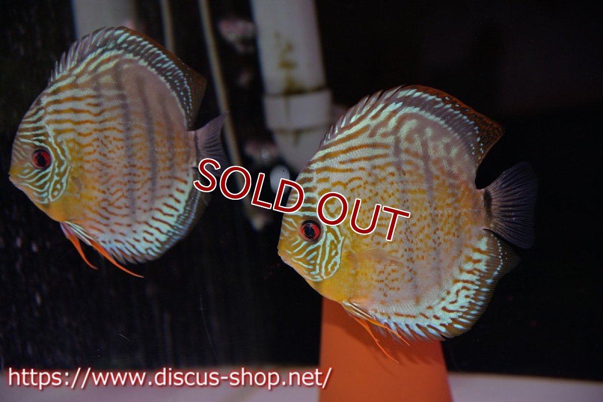 画像7: 【ワイルドディスカス】【少数入荷】【国産ブリードF1個体】アッパーテフェロイヤルグリーンF1【1匹】【サンプル販売】5cm (生体) (7)