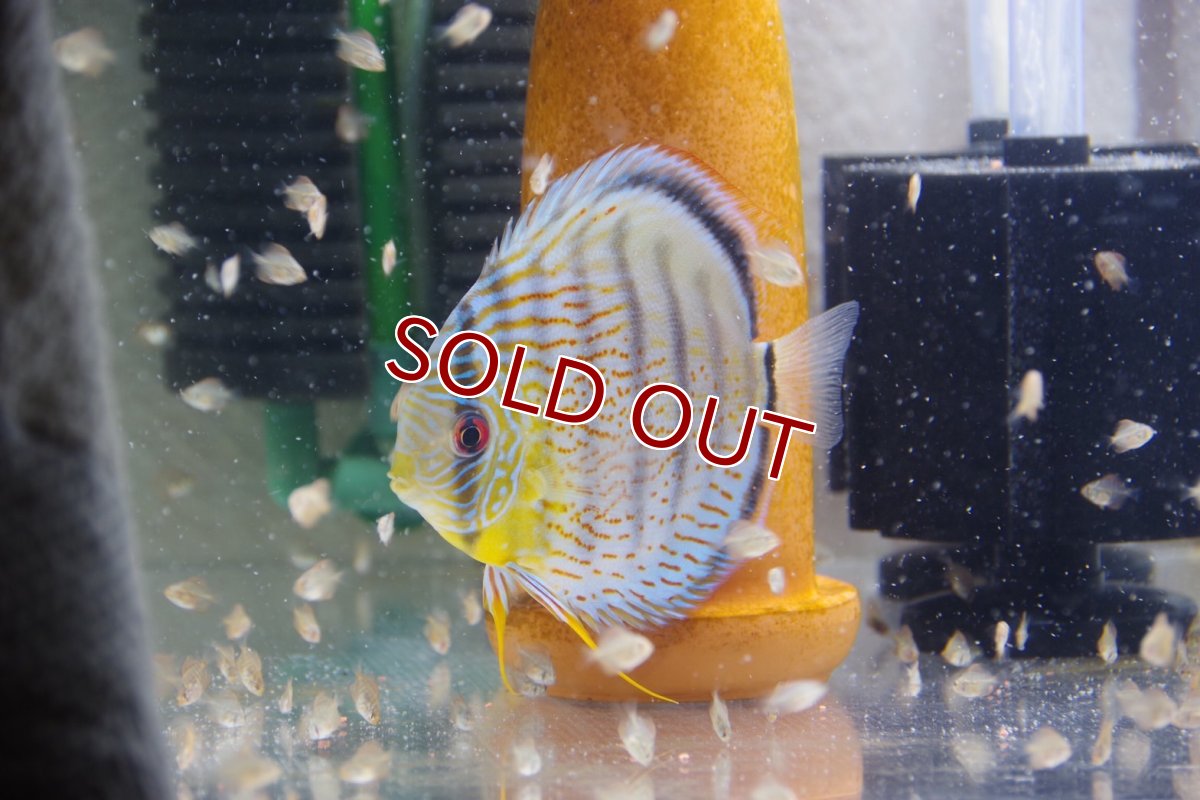 画像5: 【ワイルドディスカス】【少数入荷】【国産ブリードF1個体】アッパーテフェロイヤルグリーンF1【3匹】【サンプル販売】5cm (生体) (5)