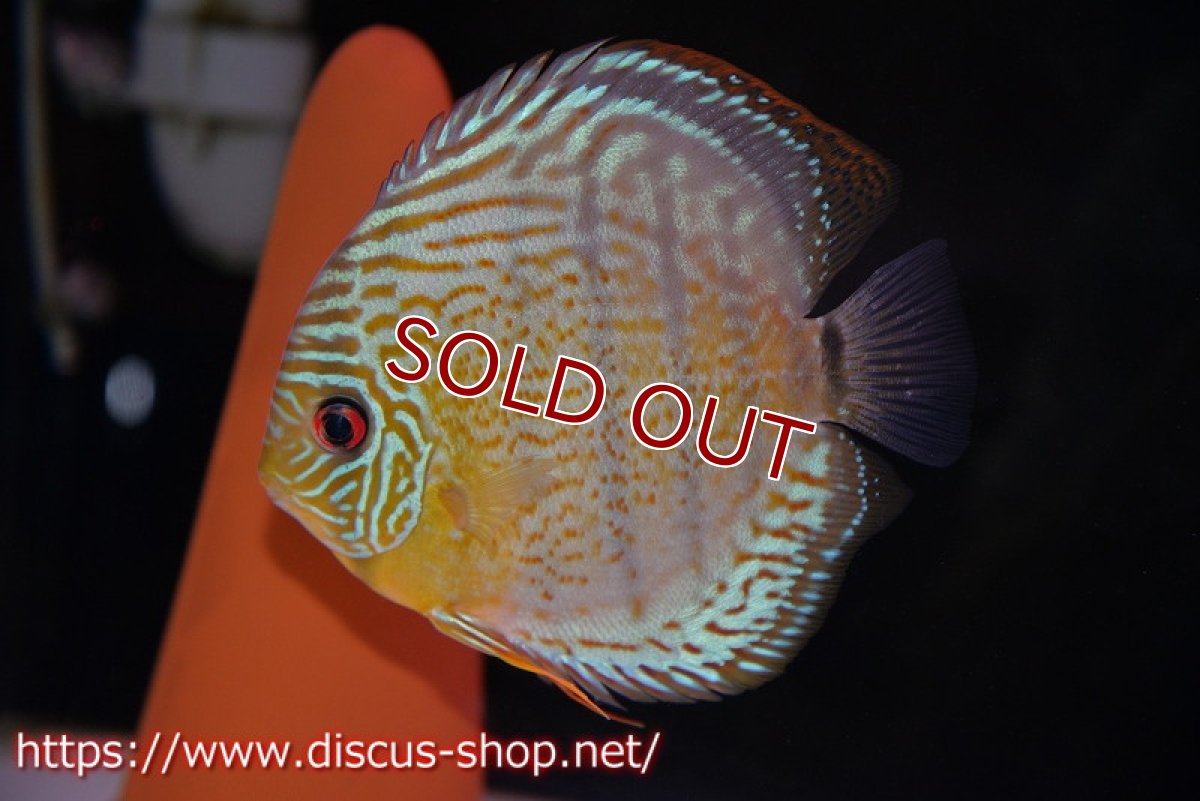 画像8: 【ワイルドディスカス】【少数入荷】【国産ブリードF1個体】アッパーテフェロイヤルグリーンF1【3匹】【サンプル販売】5cm (生体) (8)