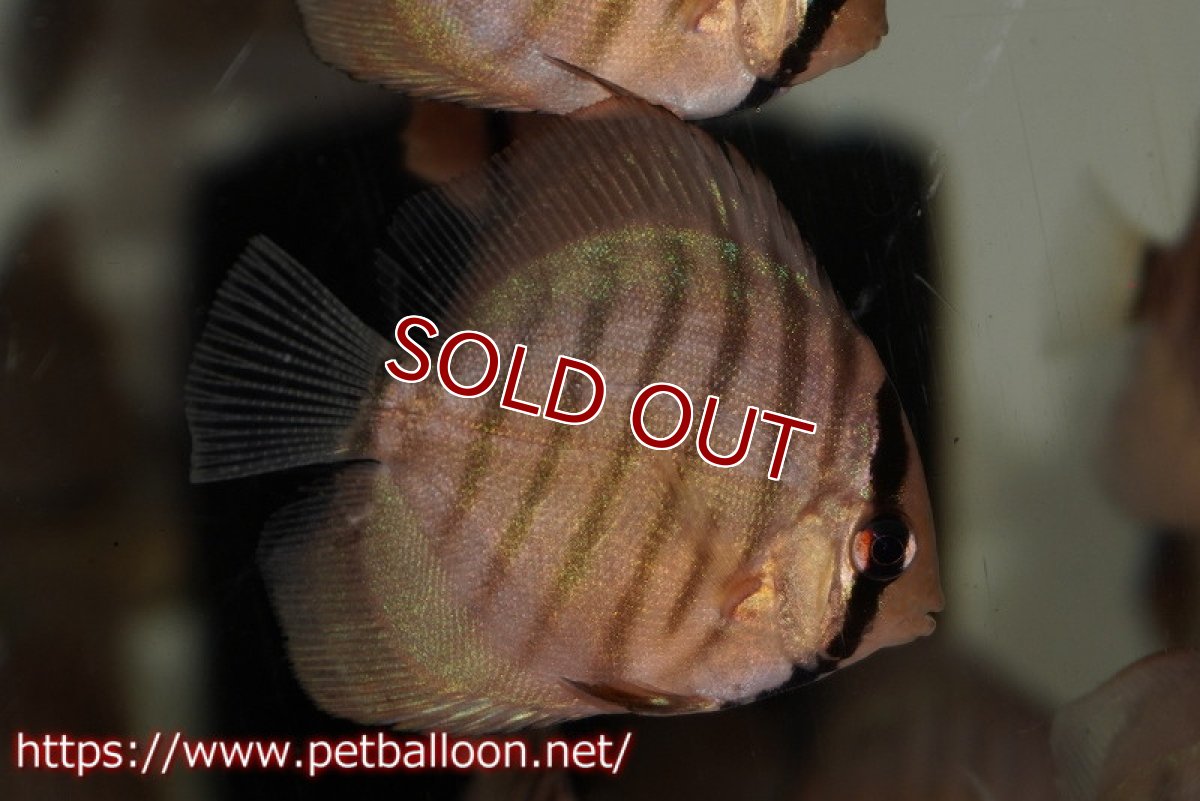 画像2: 【ワイルドディスカス】【少数入荷】【国産ブリードF1個体】アッパーテフェロイヤルグリーンF1【5匹】【サンプル販売】5cm (生体) (2)