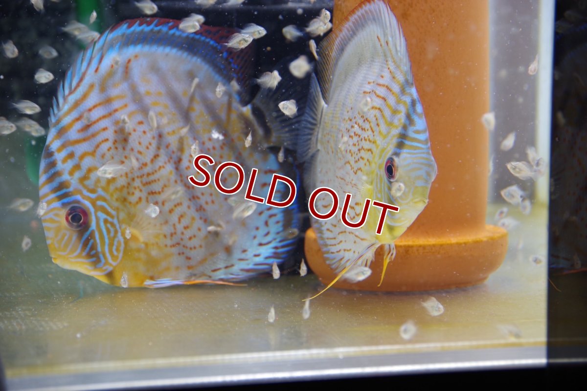 画像6: 【ワイルドディスカス】【少数入荷】【国産ブリードF1個体】アッパーテフェロイヤルグリーンF1【5匹】【サンプル販売】5cm (生体) (6)