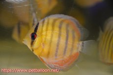 画像1: 【10％OFFクーポン対象個体】【ワイルドディスカス】【通販】アッパーテフェグリーン5匹【サンプル画像】8-9ｃｍ（生体）アッパーテフェ産 (1)