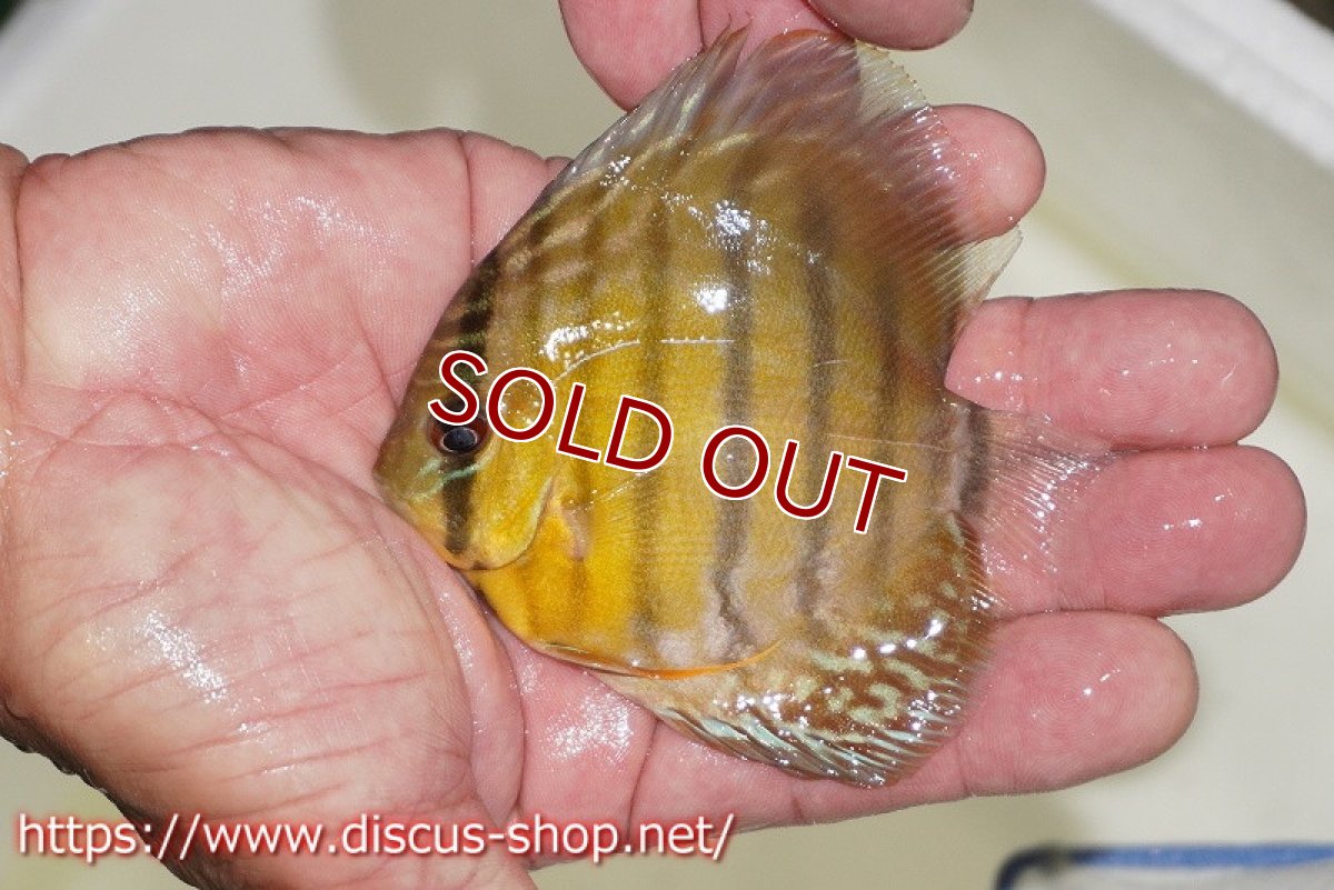 画像2: 【ワイルドディスカス】ベルリブルー【5匹】【サンプル画像】7-8ｃｍ（生体）ベルリ産 (2)