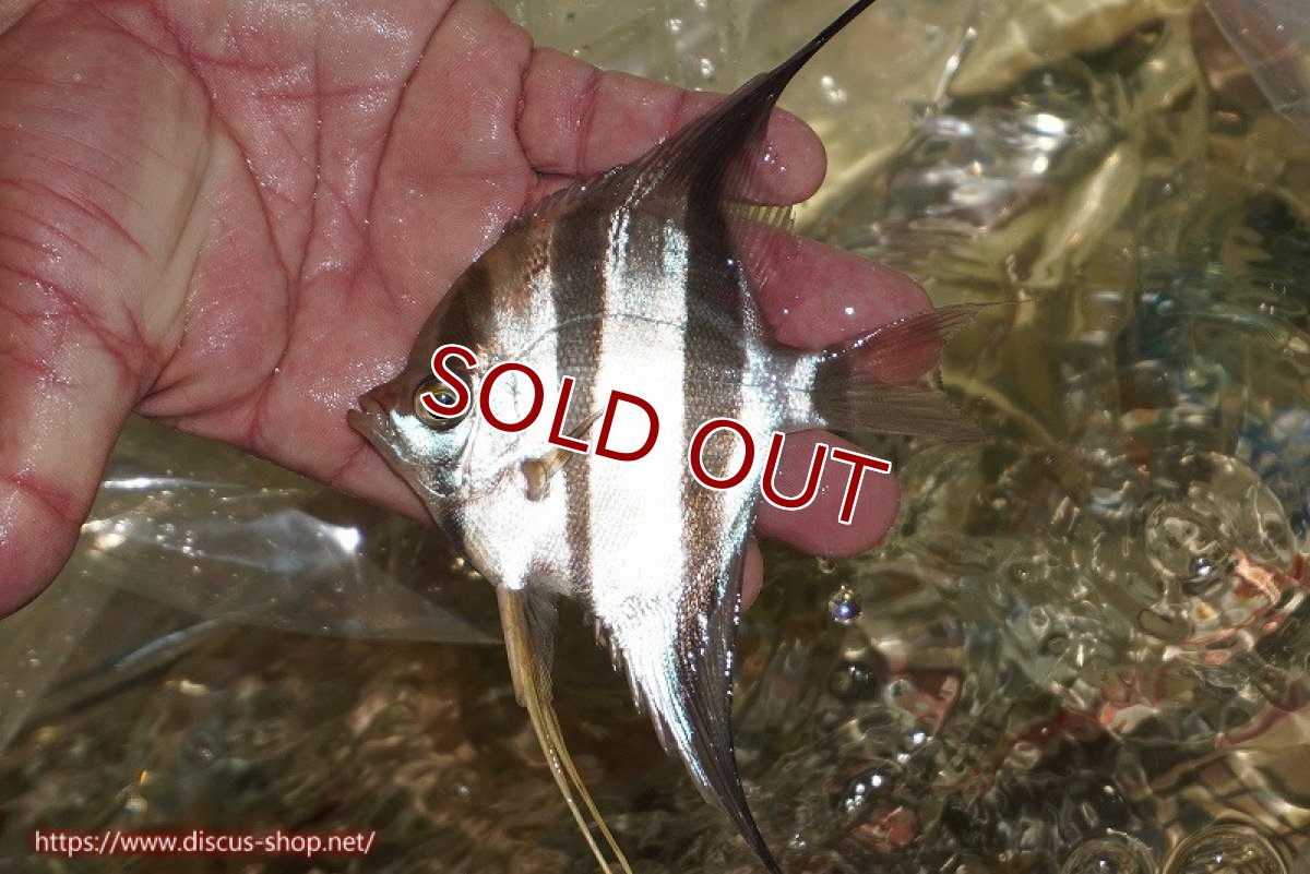 画像4: 【ワイルドディスカス】ブラジル サンガブリエル レッドスポットアルタムエンゼル 1匹【サンプル画像販売】10〜14cm（生体） (4)