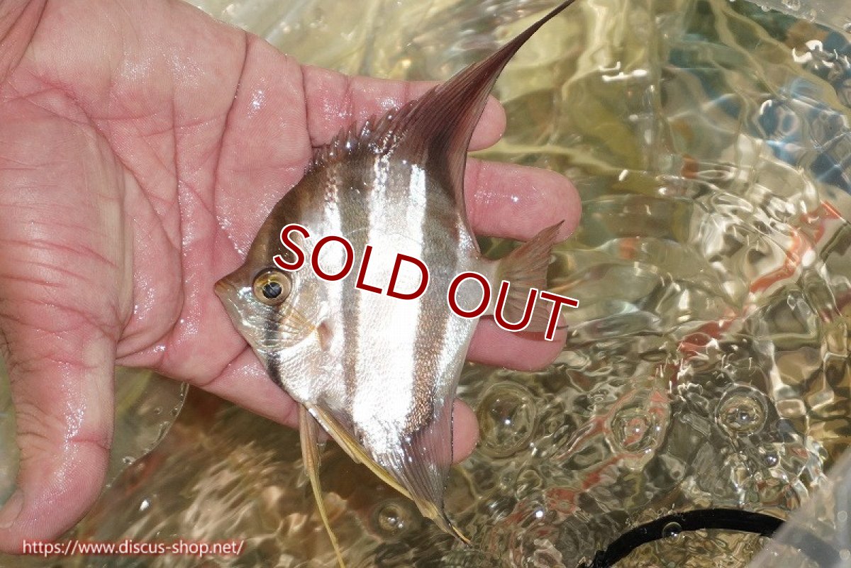 画像3: 【ワイルドディスカス】ブラジル サンガブリエル レッドスポットアルタムエンゼル 3匹【サンプル画像販売】10〜14cm（生体） (3)