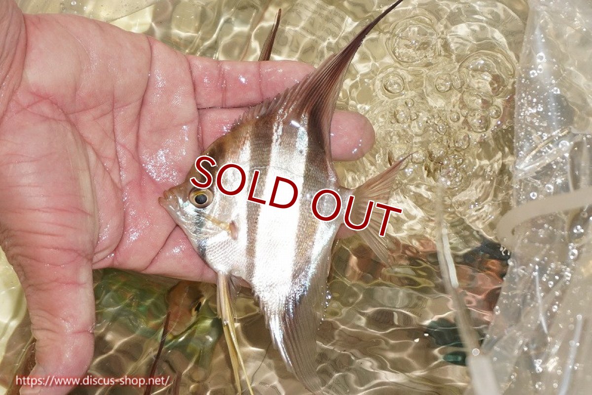 画像2: 【ワイルドディスカス】ブラジル サンガブリエル レッドスポットアルタムエンゼル 5匹【サンプル画像販売】10〜14cm（生体） (2)