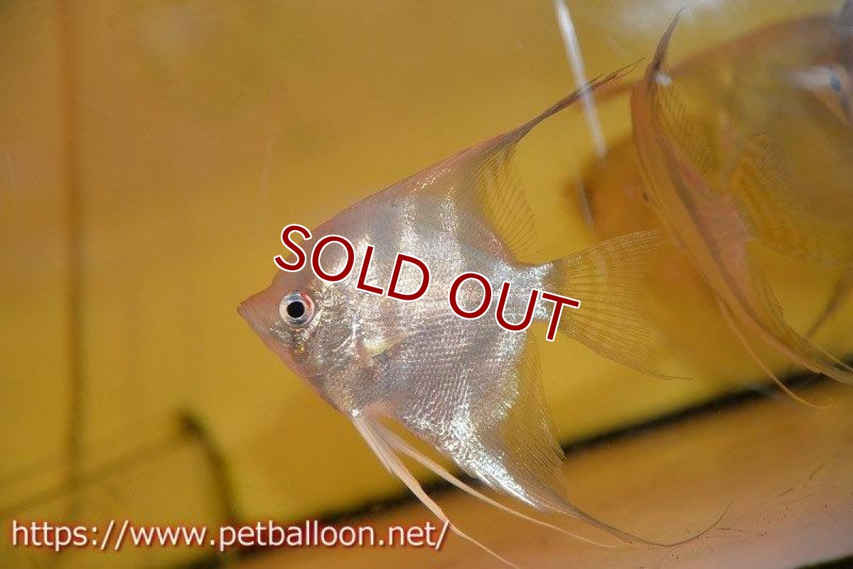 画像3: 【アルタムエンゼル】サンタイザベル レッドショルダー エンゼル【1匹】【サンプル画像】（生体） (3)