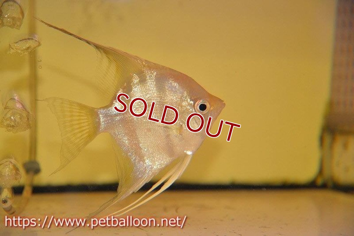 画像6: 【アルタムエンゼル】サンタイザベル レッドショルダー エンゼル【3匹】【サンプル画像】（生体） (6)