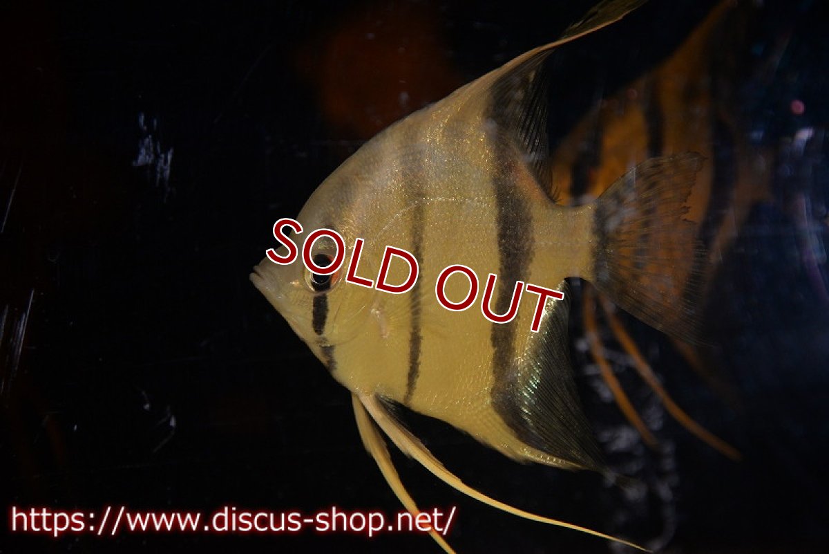 画像7: 【アルタムエンゼル】サンタイザベル レッドショルダー エンゼル【5匹】【サンプル画像】（生体） (7)