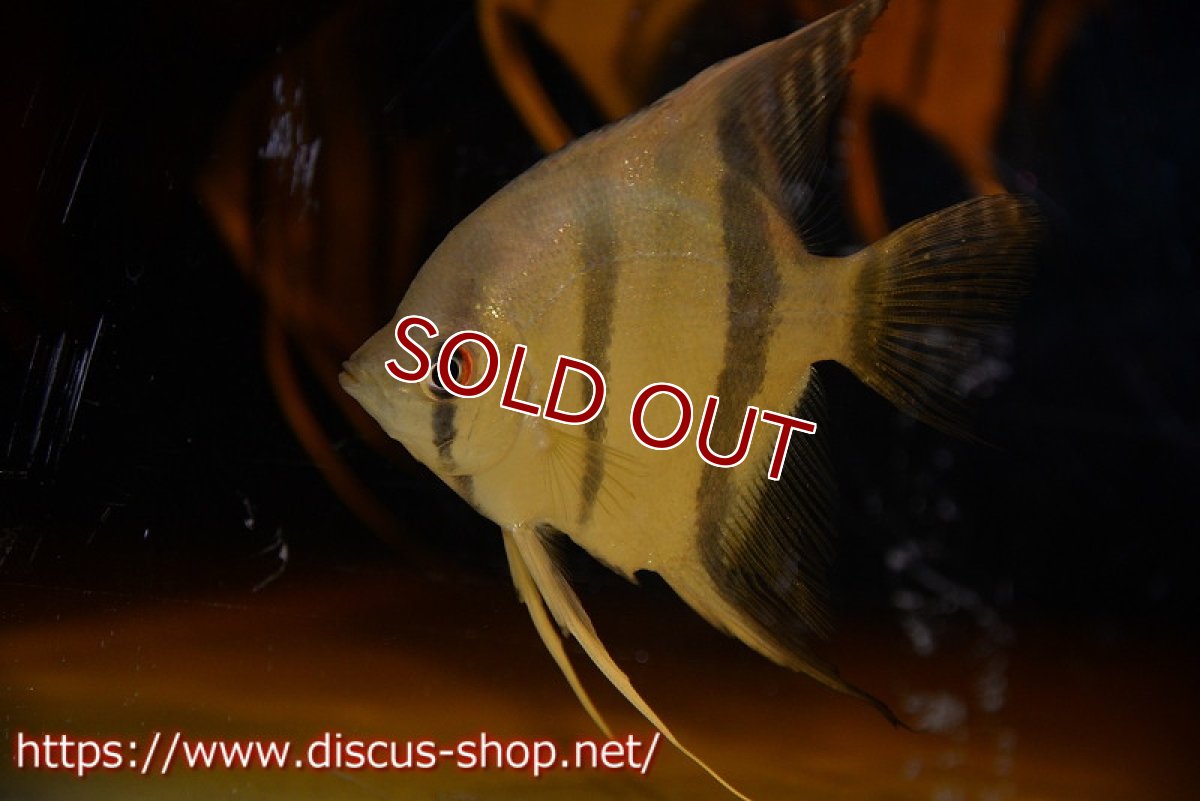 画像8: 【アルタムエンゼル】サンタイザベル レッドショルダー エンゼル【5匹】【サンプル画像】（生体） (8)