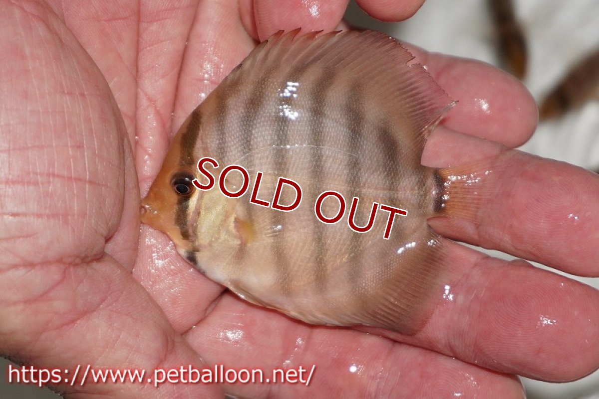 画像2: 【国産ブリード】アッパーテフェロイヤルグリーン(wild ♂)×ラーゴパラコニブラッドレッドF2(breed ♀)1匹【サンプル画像】5-6cm(生体)【籠谷氏ブリード個体) (2)